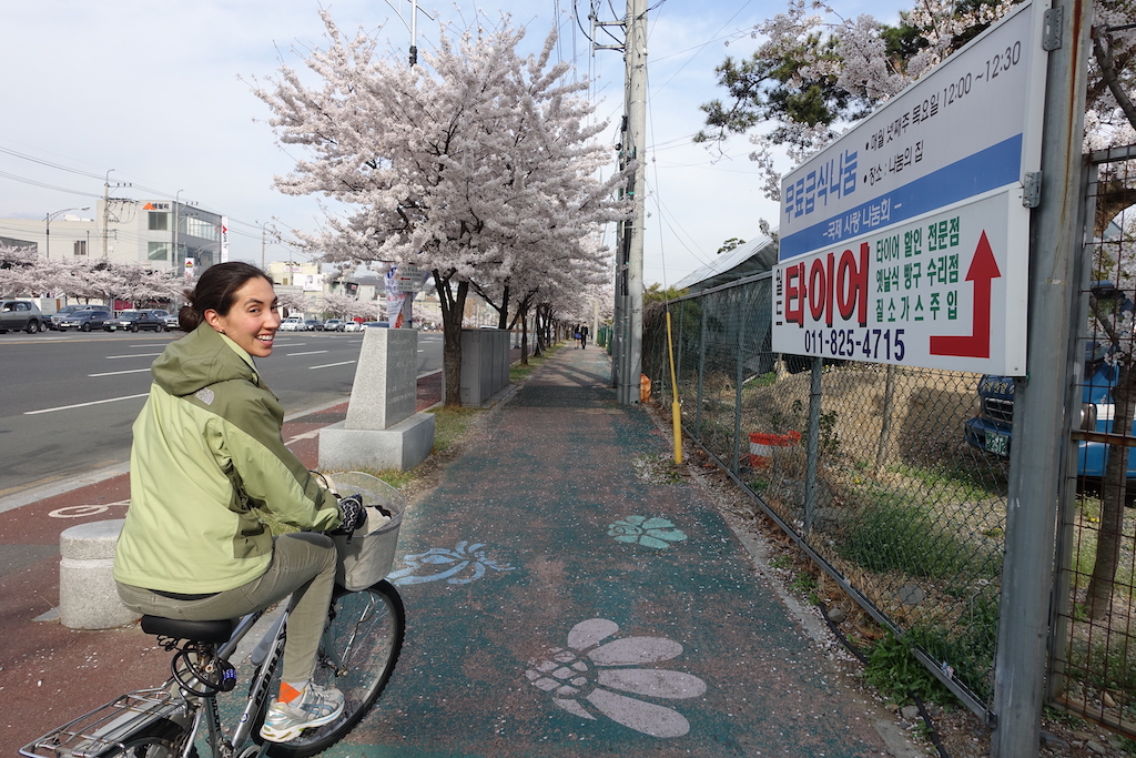 woman riding on a bike on a path with a cherry blossom tree in Korea 
