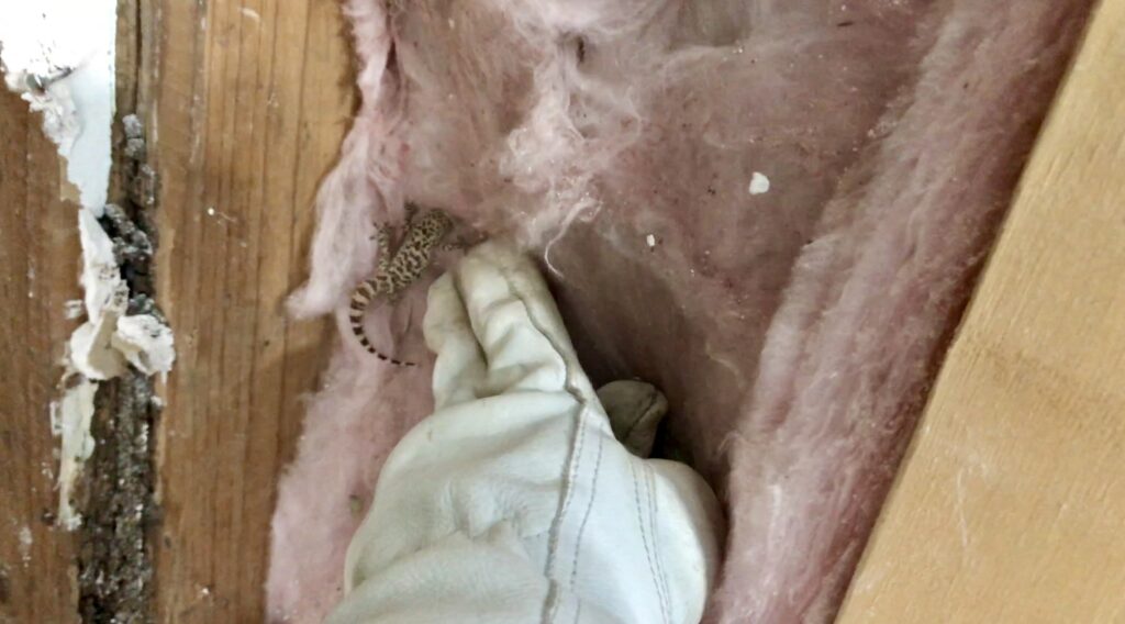 hand in glove pointing out leopard gecko in insulation in the walls