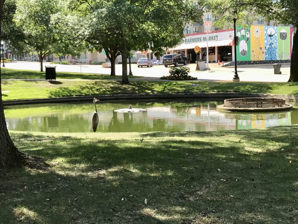 park pond with crane and farmer's market in the distance