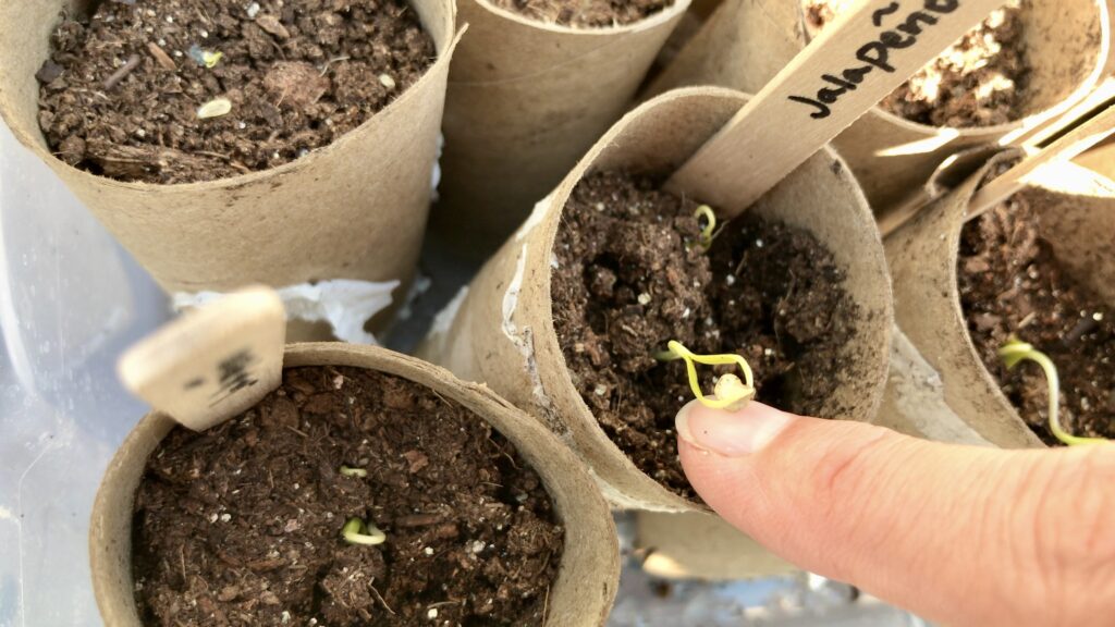 jalapeno seedling growing