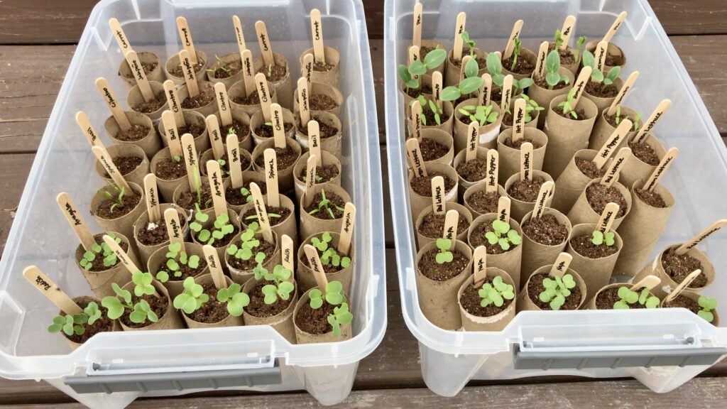 seedlings growing in handmade toilet paper containers