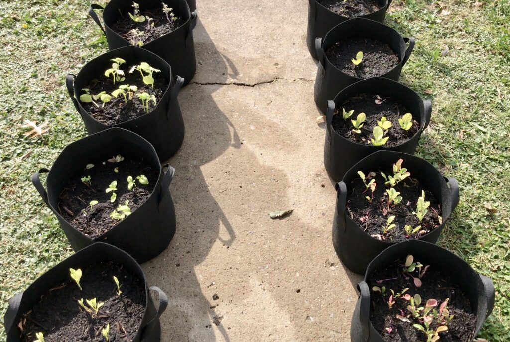 grow bag garden
