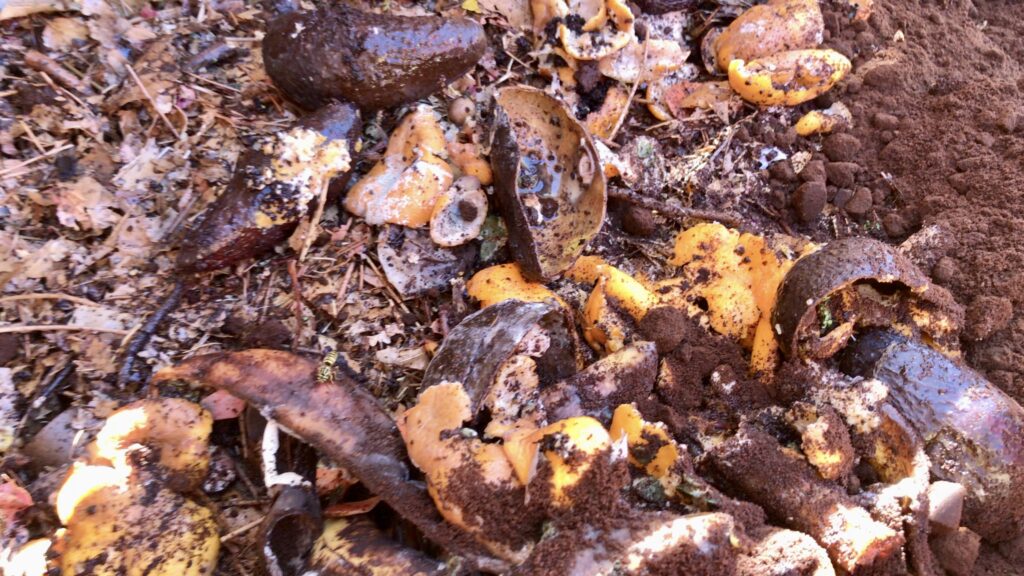 layers of leaves, food scraps, and coffee grinds in compost bin