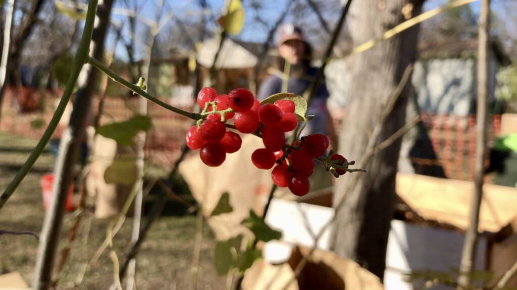 red berries from tree and man in background 